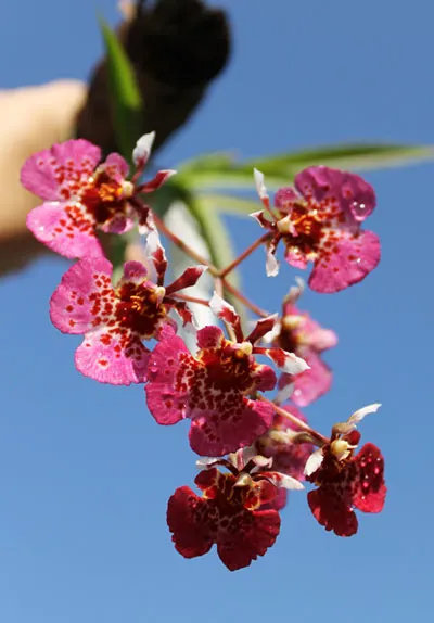 Tolumnia Jairak Rainbow 'Charming'