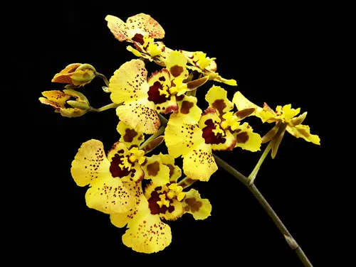 Tolumnia Jairak Rainbow 'Yellow'
