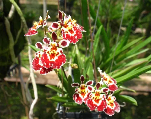 Tolumnia Jairak Firm 'Maroon'