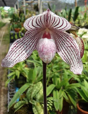 Paphiopedilum rothschildianum x Sunshine Glory x concolor