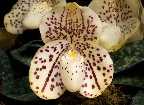 Paphiopedilum (bellatulum alba x niveum alba) x Sunshine Glory x concolor