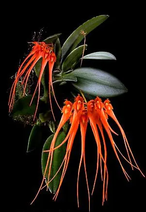 Bulbophyllum tingabarinum