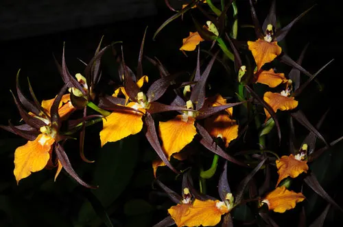 Adaglossum Summit 'Frenchtown' x Brassia Rex
