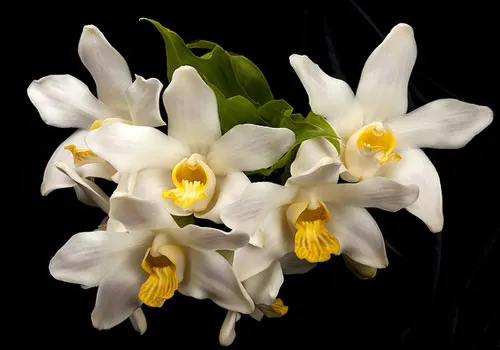Chysis bractescens