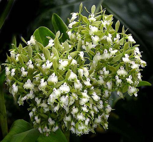 Epidendrum floribundum