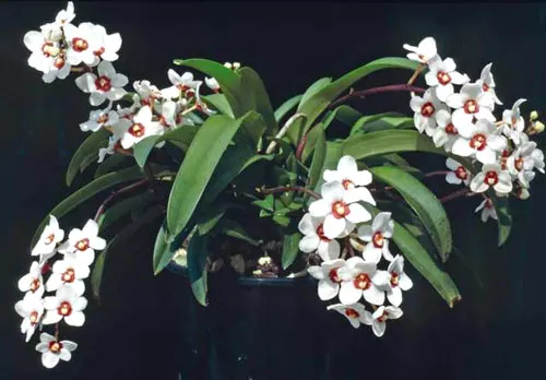 Sarcochilus fitzgeraldii x Fitzhart