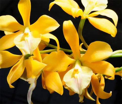Encyclia vitellina x mariae