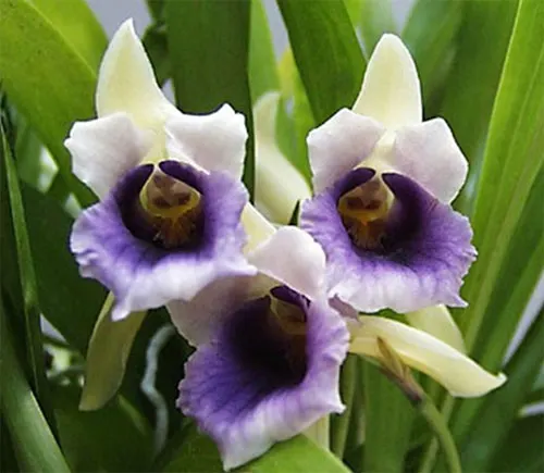 Cochleanthes discolor