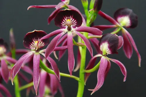 Epidendrum Green Hornet x Epicattleya Miva Etoile Noire