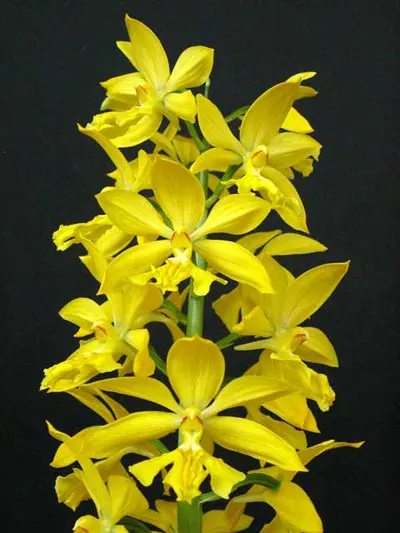 Calanthe sieboldii