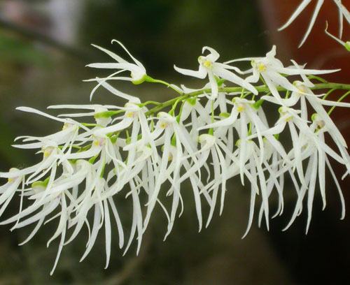 Dockrillia casuarinae