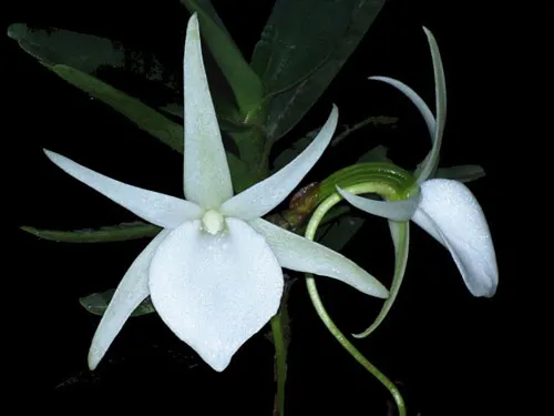 Angraecum elephantinum