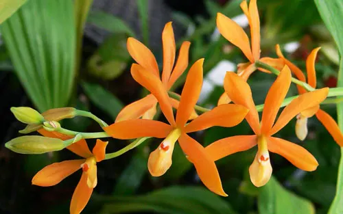 Encyclia (vitellinum x michuacana) x vitellinum