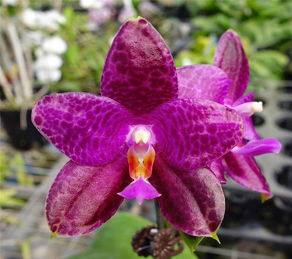 Phalaenopsis Mok Choi Yew Indigo