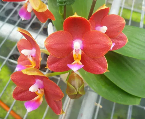 Phalaenopsis Ld's Bear King 'YK11'