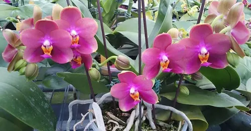 Phalaenopsis Mituo Sun Queen  'M14'