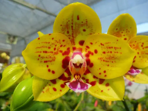 Phalaenopsis Mituo  Diamond 'Mituo #1'
