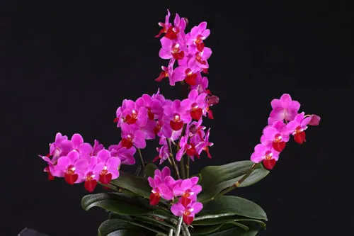 Doritaenopsis Jia Ho Cherry x Phalaenopsis lobbii