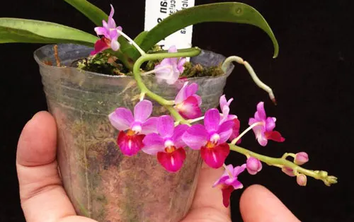 Phalaenopsis San Shia Appendo