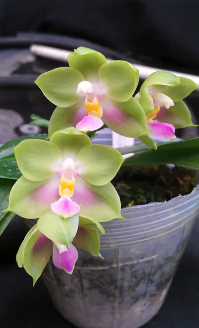 Phalaenopsis Buena Jewel x Phalaenopsis Penang Girl