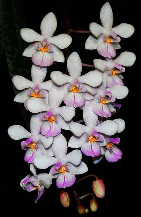 Phalaenopsis equestris alba x Phalaenopsis lindenii