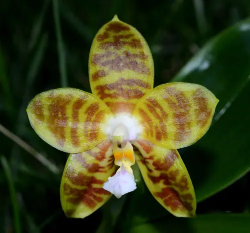 Phalaenopsis Gelblieber x Phalaenopsis venosa