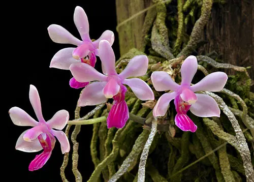 Phalaenopsis wilsonii