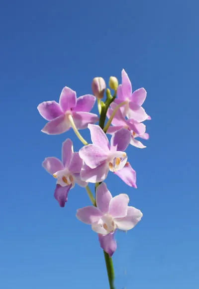 Doritaenopsis Tying Shin Blue Jay x equestris alba