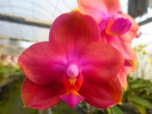 Phalaenopsis (Coral Isles x violacea)