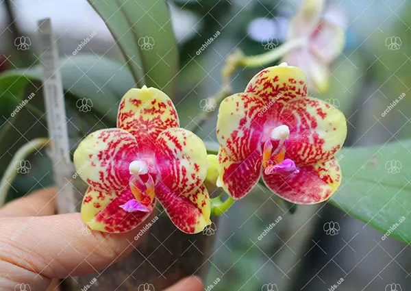 Phalaenopsis CTL Beauty x Yungho Princess Gelb