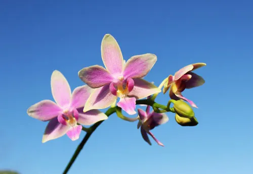 Phalaenopsis Cornustris x (Gelbliber x Princess Kaiulani) x Phalaenopsis Chiada Ziv