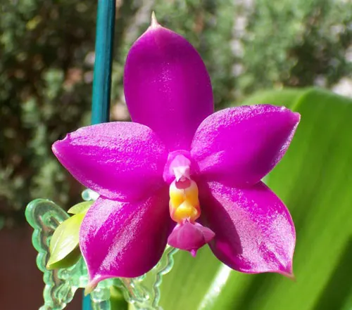 Phalaenopsis George Vasquez