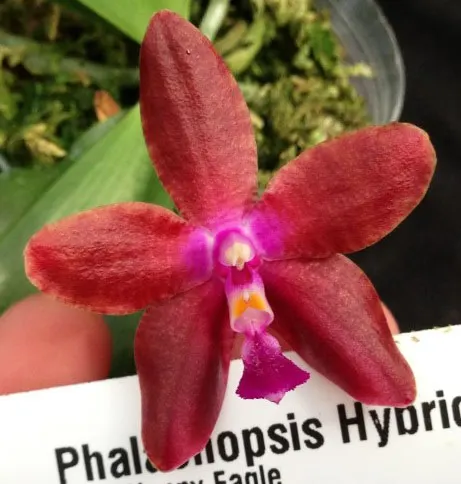 Phalaenopsis KS Happy Eagle x mariae