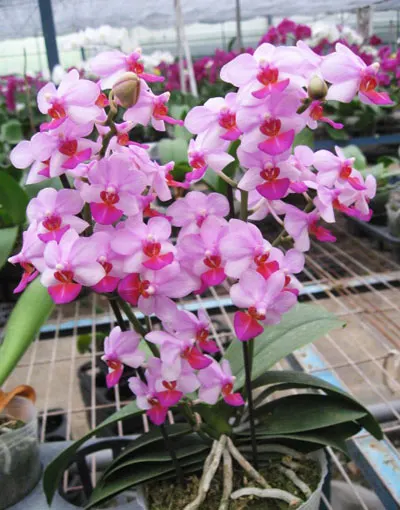Phalaenopsis Liu's Berry 'SW'