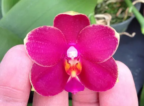 Phalaenopsis Meidarland Jocea Beauty