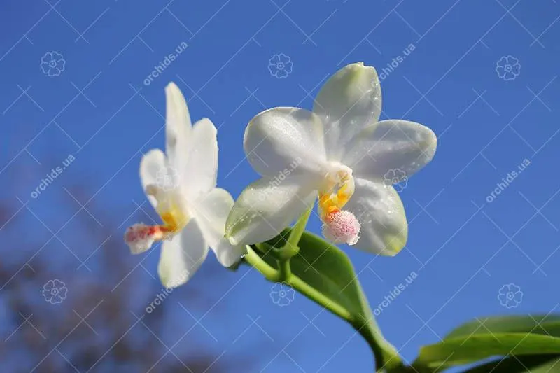 Phalaenopsis philippinensis x (Sogo Yukidian 'V3' - Yungho Gelb Canary)