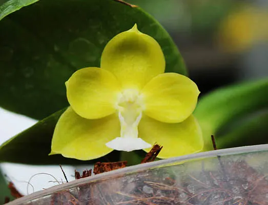 Phalaenopsis Su An Cricket 'SW'