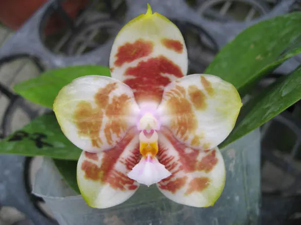 Phalaenopsis Yaphon Gelacea x gigantea 'Yaphon'