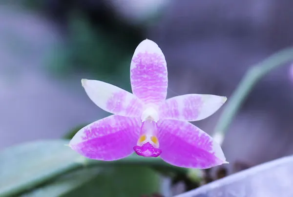 Phalaenopsis Yaphon Lobispis 'Circle'