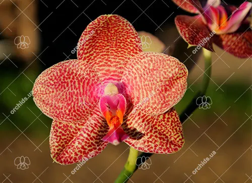 Phalaenopsis Yaphon Sir x Mituo Sun