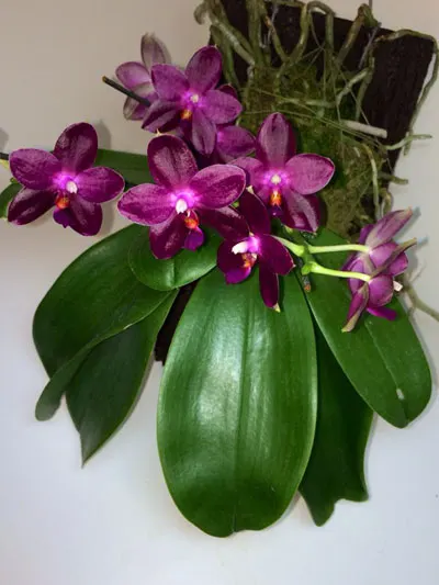 Phalaenopsis Zheng Min Jacaranda 'Yungho'