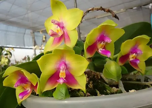 Phalaenopsis KS Happy Eagle x Ld's Bear Queen