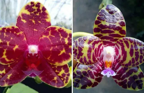 Phalaenopsis Chang Jo (Chang Jhih Rose x Jong's Gigan Cherry)