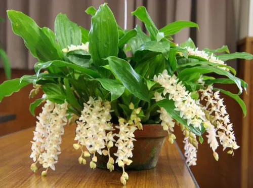 Pholidota chinensis