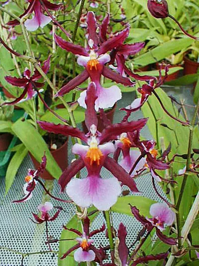 Miltonidium Katrin Zoch (Miltonia schroederiana x Oncidium ornithorhynchum)