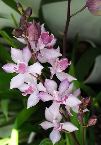 Acacallis cyanea x Otostylis brachystalix