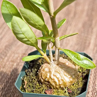 Hydnophytum formicarum