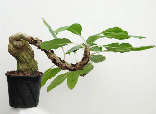 Myrmecodia tuberosa