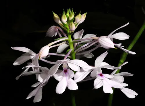 Calanthe ceciliae
