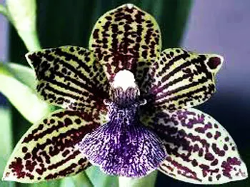 Zygopetalum mackayi x Pabstia jugosa